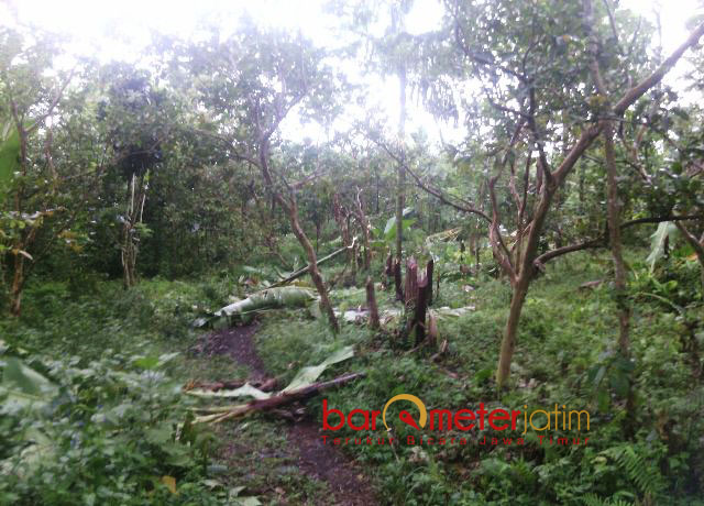 RUSAK LINGKUNGAN: Tak hanya posko yang dirusak, pelaku juga menebangi ratusan pohon yang ditanam sejak 2008. | Foto: Barometerjatim.com/ROY HASIBUAN