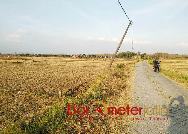 LAMONGAN KEKERINGAN: Kemarau panjang membuat sawah di Lamongan, termasuk di Desa Bulumargi, Kecamtaan Babat kekeringan. | Foto: Barometerjatim.com/HAMIM ANWAR