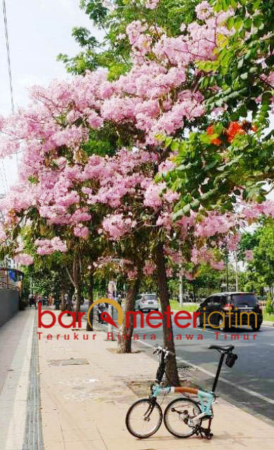 SUASANA ROMANTIS: Bunga Tabebuya mirip Pohon Sakura berguguran di sejumlah jalanan di Kota Surabaya. | Foto: Barometerjatim.com/NATHA LINTANG