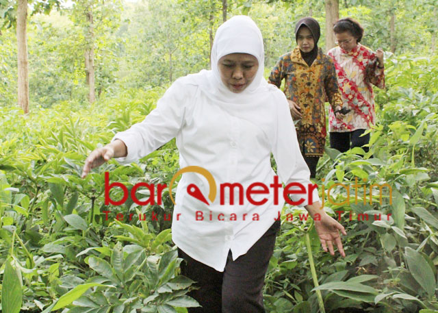 Khofifah meninjau budidaya tanaman porang di kawasan hutan Nganjuk. | Foto: Barometerjatim.com/roy hs