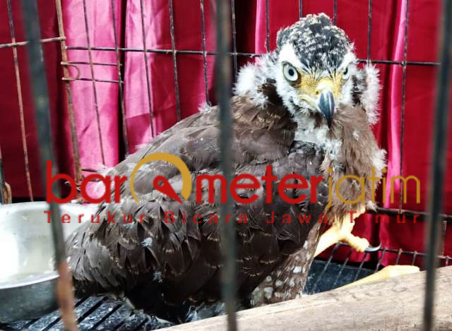 Elang Bido, salah satu satwa dilindungi yang akan diperdagangkan. | Foto: Barometerjatim.com/natha lintang