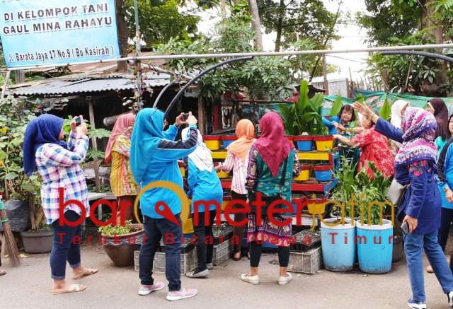 Kelompok Tani Gaul mengembangkan budidaya sayuran. | Foto: Barometerjatim.com/wira harlijadi