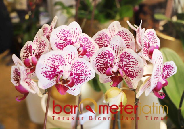 SELALU NGETREN: Anggrek jenis novelty dengan bintik-bintik yang selalu ngetren. | Foto: Barometerjatim.com/ROY HS
