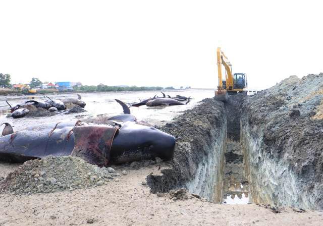 KEDALAMAN 5 METER: Jaral penguburan paus 70 meter dari bibir pantai dengan kedalaman lima meter. | Foto: IST