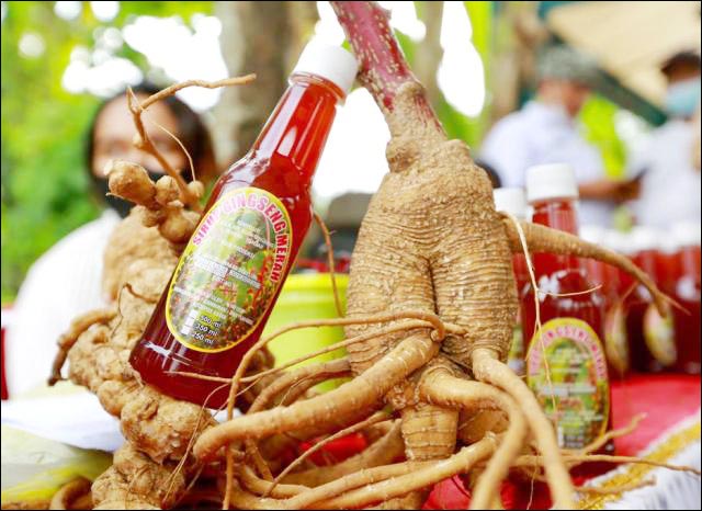 NILAI EKONOMIS: Ginseng, dari akar sampai daunnya memiliki khasiat dan nilai ekonomi. | Foto: Barometerjatim.com/IST
