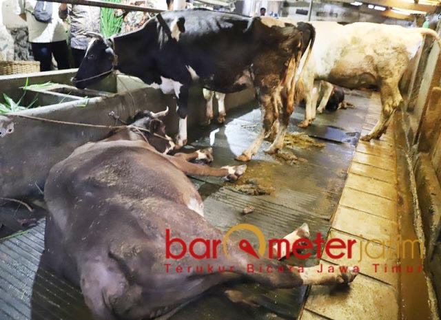KUKU TERLEPAS: Sapi peternak Jakfar Sodiq yang terpapar PMK, salah satu kukunya terlepas. | Foto: Barometerjatim.com/ROY HS