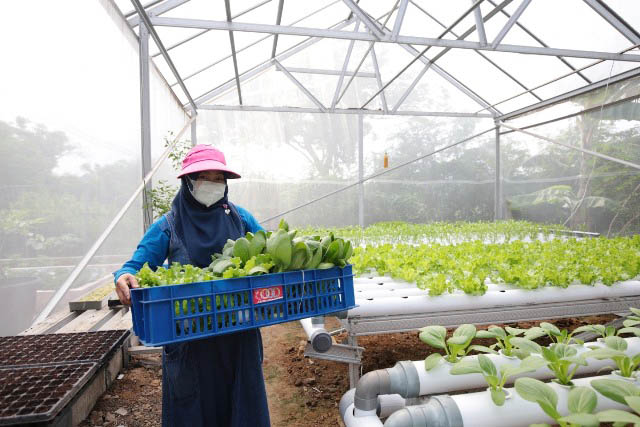 LAHAN TIDUR: Pemanfaatan lahan tidur di Kota Pahlawan telah mencapai total 1.071,4 hektare. | Foto: IST