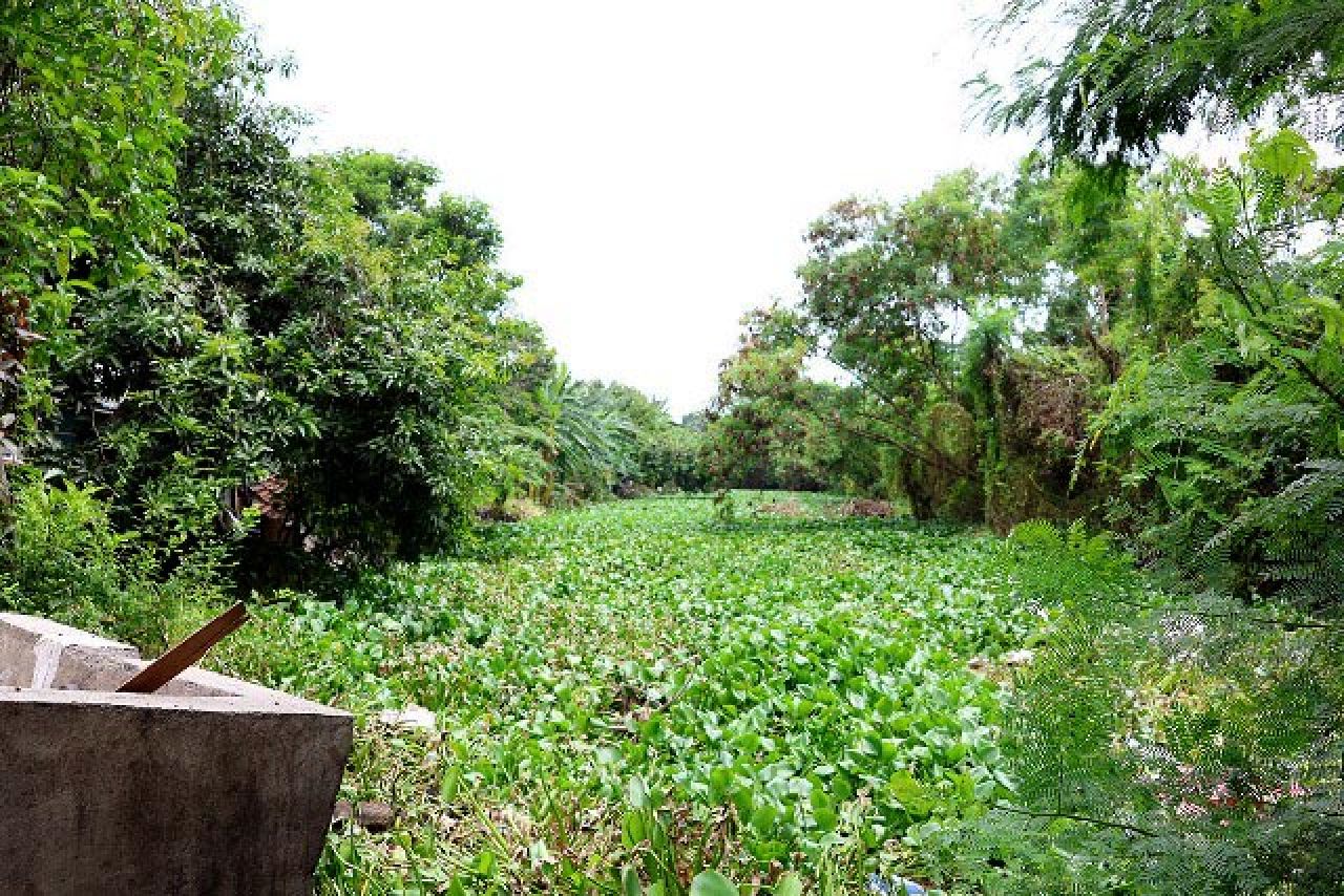 LADANG ECENG GODOK: Sungai Avur di perbatasan Surabaya-Sidoarjo dijubeli eceng gondok. | Foto: Barometerjatim.com/HPS
