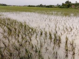 Sedih! Di Tengah Beras Mahal dan Langka, 786,28 Hektare Sawah di Jatim Dipastikan Gagal Panen