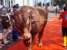 Sapi Kurban Jokowi di Masjid Al Akbar Surabaya Disambut Karpet Merah, Wow! Untuk Apa?