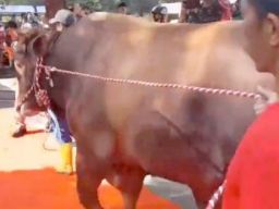 MAKI Jatim Senggol Pengurus Masjid Al Akbar Surabaya: Karpet Merah buat Sapi Terlalu Berlebihan!