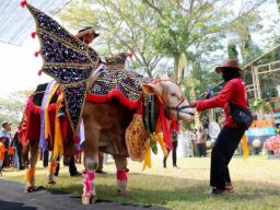 Serunya Parade Hewan Ternak di Banyuwangi Livestock Contest 2023, Sapi 1,136 Ton Jadi Pemenang
