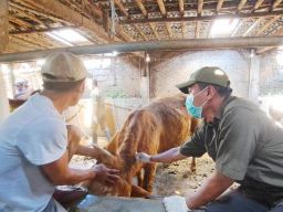 Jelang Hari Raya Idul Adha, Stok Sapi di Banyuwangi Melimpah!
