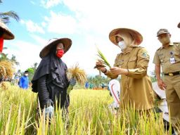 Meski Stok Pangan Beras Aman, Bupati Ipuk Minta Lakukan Langkah Antisipasi Dampak El Nino