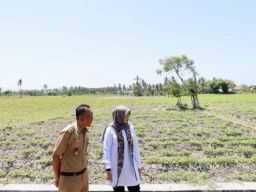 Jaga Produksi Pangan Dampak El Nino, Bupati Ipuk Instruksikan Dinas Terkait Pantau Debit Air Irigasi