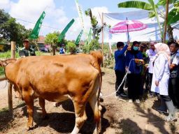 Program Ini Kerek Produktivitas Sapi Banyuwangi, Kini 30.000 Lahir per Tahun