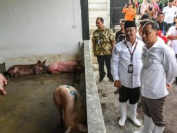 Eri Cahyadi Tantang Dirut RPH Surabaya Potong 500 Ekor Babi per Malam