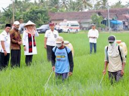 Permintaan Tinggi, Beras Organik Banyuwangi Tersedia di 18.000 Supermarket se-Indonesia