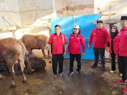 3 Pilar PDIP Surabaya Berkurban 15 Sapi, Adi Sutarwijono: Idul Adha Perkuat Jiwa Gotong Royong!