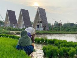 Suguhkan Keindahan Alam dan Edukasi Pertanian, Cak Fauzi: Ayo Kunjungi Sawah Calina Bato!