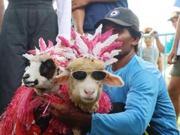 Gelar Kontes Domba dan Kambing, Ipuk Tunjukkan Potensi Besar Peternakan Banyuwangi