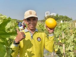 Pemkot Surabaya Bareng Poktan Panen 2 Ton Golden Melon, Warga Bisa Beli Petik Sendiri!