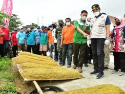 Luas Tanam Tembakau di Lamongan Meningkat, 4 Faktor Ini Jadi Pendukung!