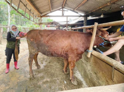 Banyuwangi Genjot Produktivitas Sapi Indukan Lewat Program SMS Pisan