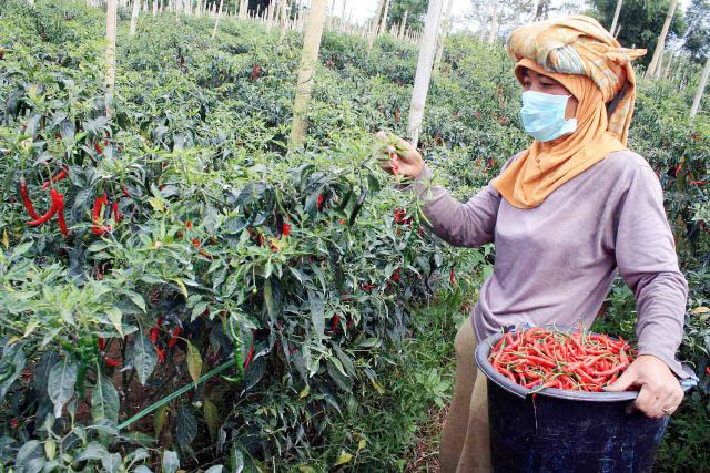 Masyarakat Lebih Suka Cabai Lokal yang Segar