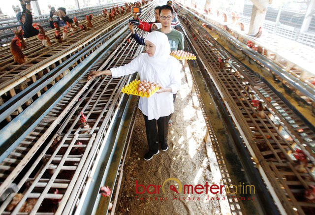 PETERNAKAN AYAM PETELUR: Cagub Khofifah Indar Parawansa kunjungi peternakan ayam petelur di Desa Tumpang Talun, Blitar. | Foto: Barometerjatim.com/MARIJAN AP