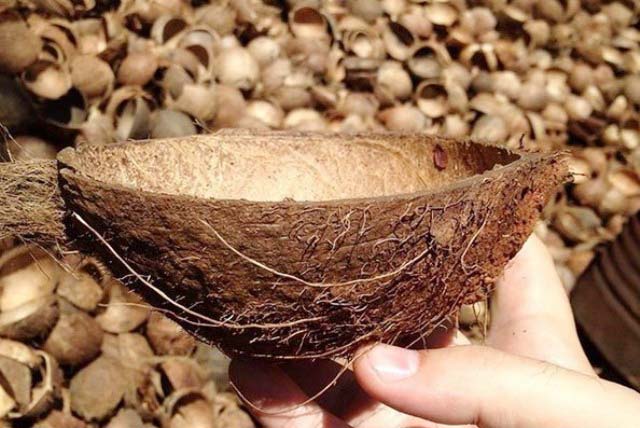 BAHAN BAKU: Batok kelapa, bahan baku produksi briket di Sumenep. | Foto: IG Panda Coco Charcoal