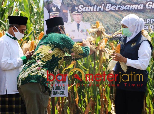 KETAHANAN PANGAN: Didampingi pengurus PCNU Bangil, Khofifah panen jagung jaga ketahanan pangan. | Foto: Barometerjatim.com/ROY HS