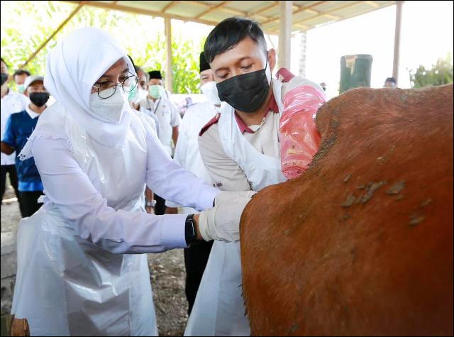 Kerek Produktivitas Sapi, Banyuwangi Bikin SMS Pisan