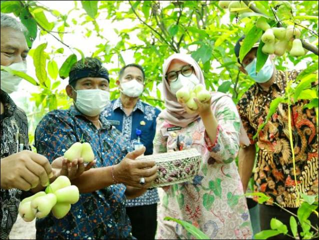 SUPPORT PETANI: Bupati Ipuk Fiestiandani, dorong petani berinovasi kelola hasil panen. | Foto: Barometerjatim.com/IST