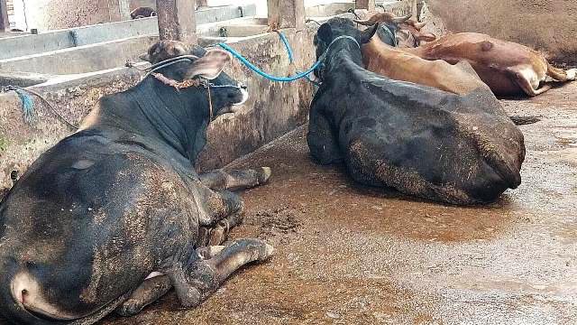 SEPI PERMINTAAN: Dampak PMK, permintaan sapi jelang Idul Adha berubah sepi. | Foto: Barometerjatim.com/IST