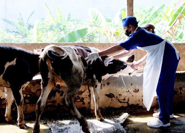 REDAM WABAH PMK: Pemkot Surabaya gelar vaksinasi sapi di kawasan Kecamatan Wonocolo. | Foto: Barometerjatim.com/IST