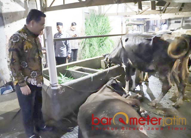 SAPI TERPAPAR PMK: Anwar Sadad, lihat langsung sapi perah di Pasuruan yang terpapar PMK. | Foto: Barometerjatim.com/ROY HS