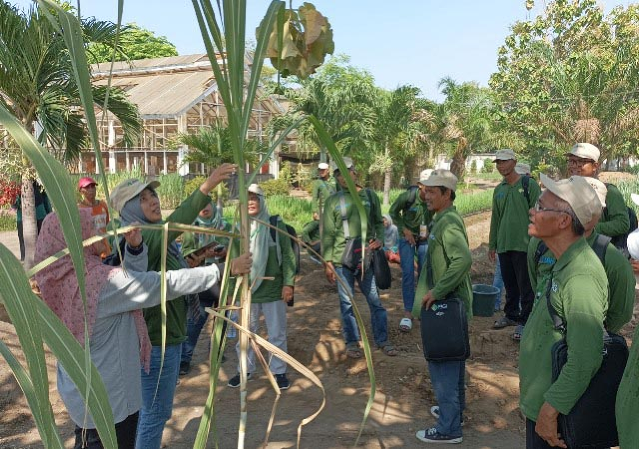 Genjot Produksi Tebu, Disbun Jatim Gembleng Petani Lewat Pelatihan